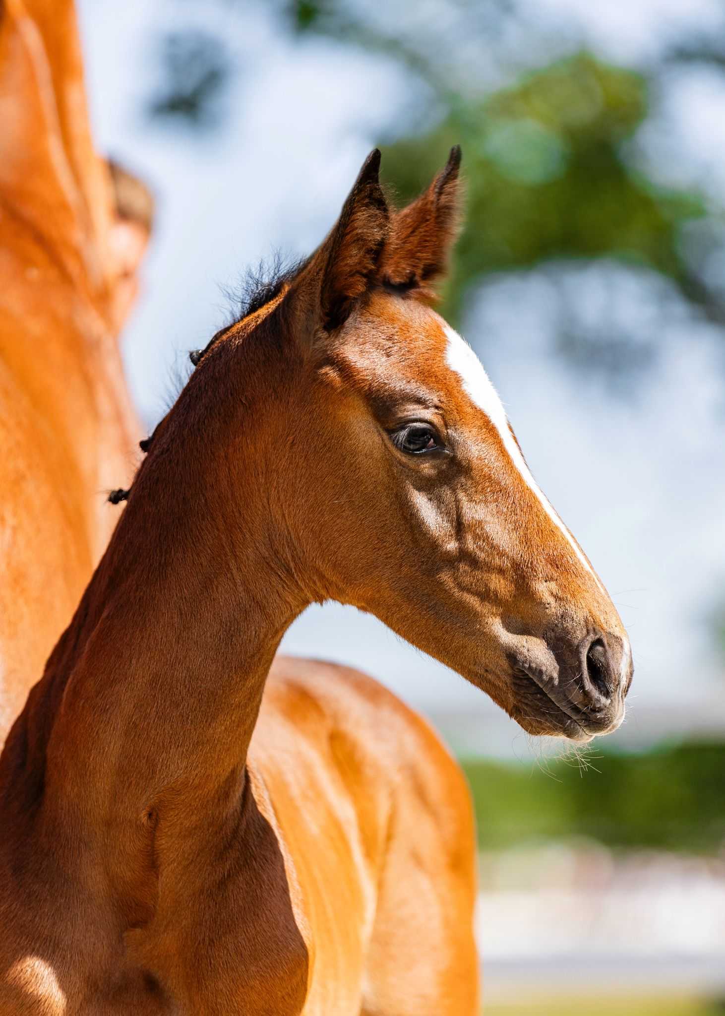 United Dream (United Way x Diamant de Semilly) — HOL · Stallion · 0y
